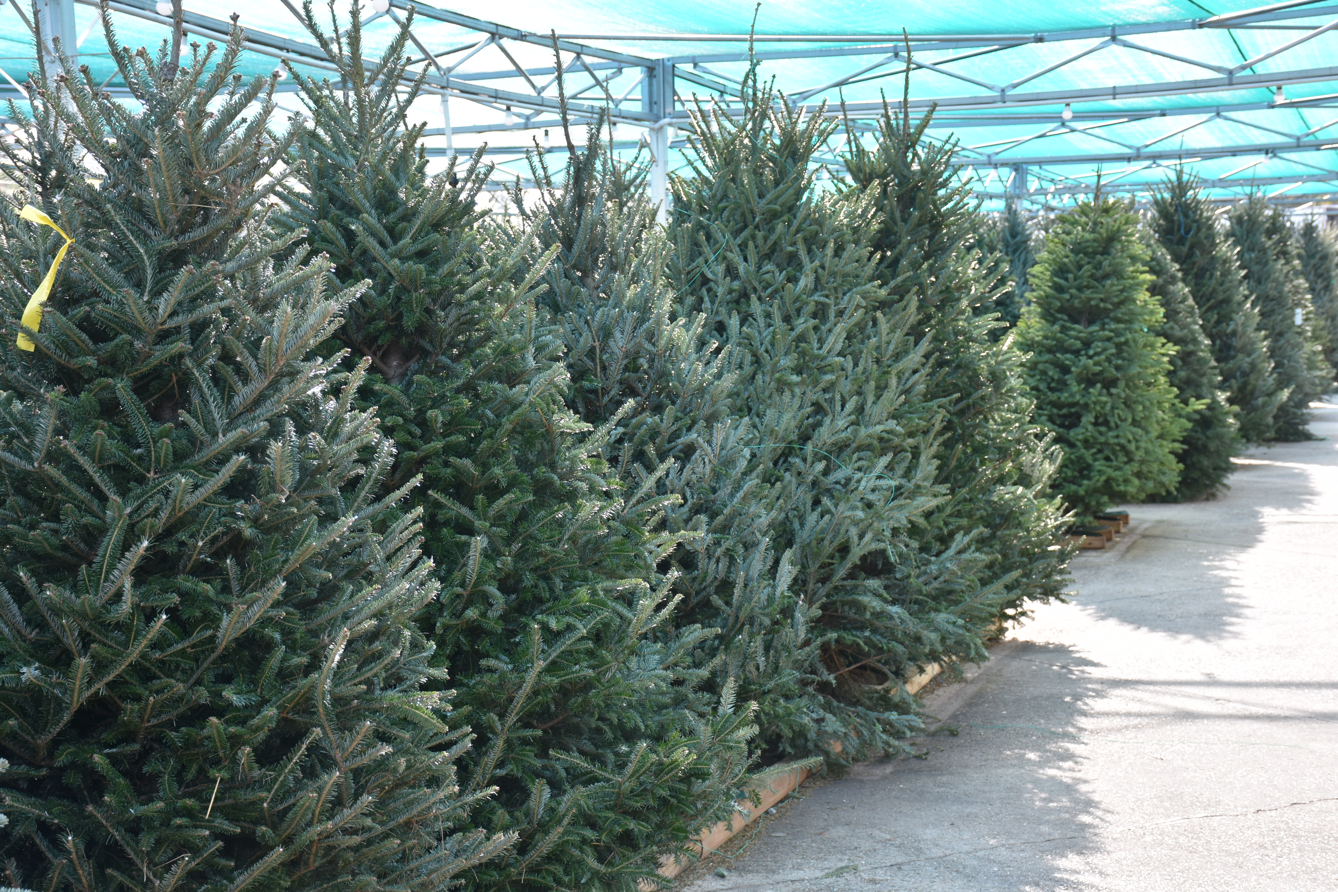 Christmastime is upon us
